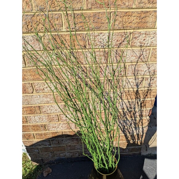47in Green Coated Reeds Bundle x10 Branches - Picture 4 of 8